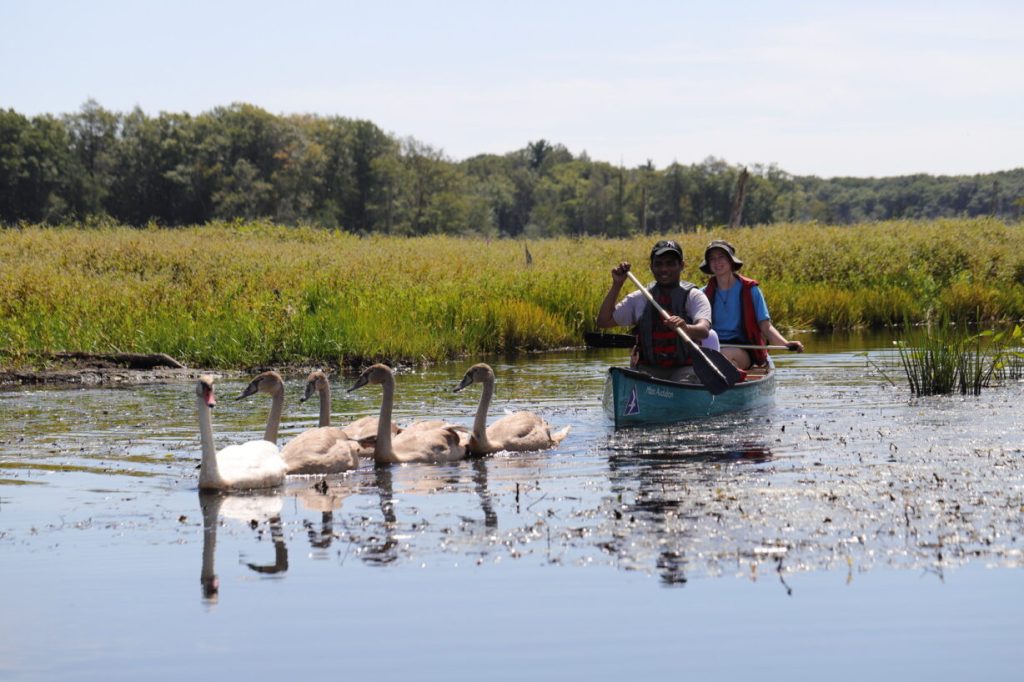 Researchers canoeing Ipswich River following swans